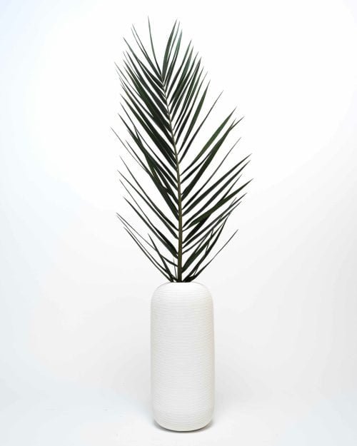 Phoenix Palm Grön